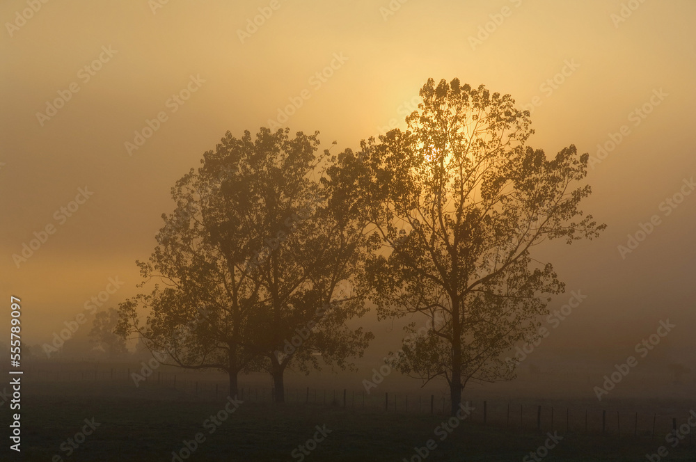 Trees in Fog, Yarra Valley, Victoria, Australia Trees in Fog, Yarra Valley, Victoria, Australia