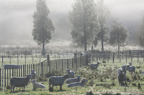 Sheep on Farmland, Te Kuiti Township, North Island, New Zealand photo