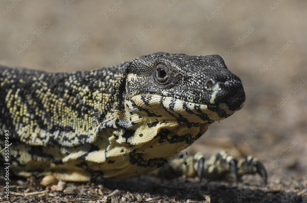 Close-up of a Goanna Close-up of a Goanna