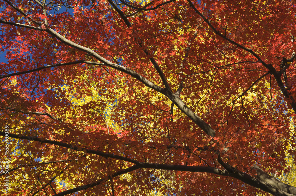 Gingko and Japanese Maple Trees, Nanzenji Temple, Kyoto, Japan Gingko and Japanese Maple Trees, Nanzenji Temple, Kyoto, Japan