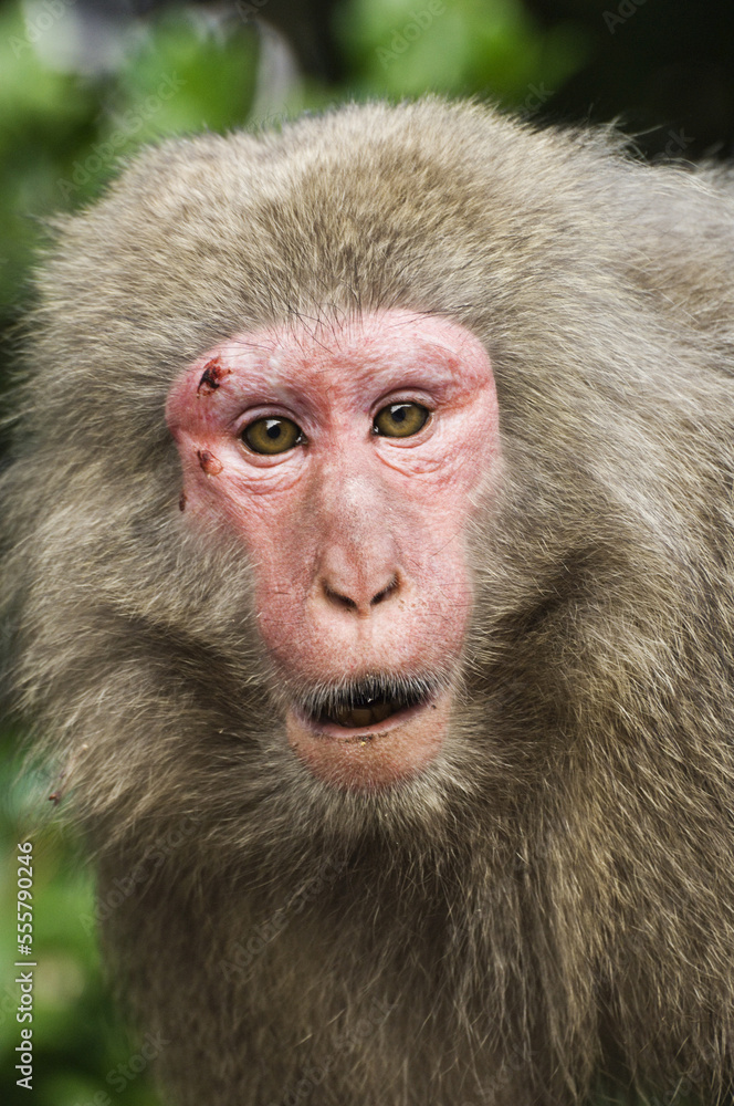 Close-Up of Macaque, Yakushima, Kyushu, Japan Close-Up of Macaque, Yakushima, Kyushu, Japan