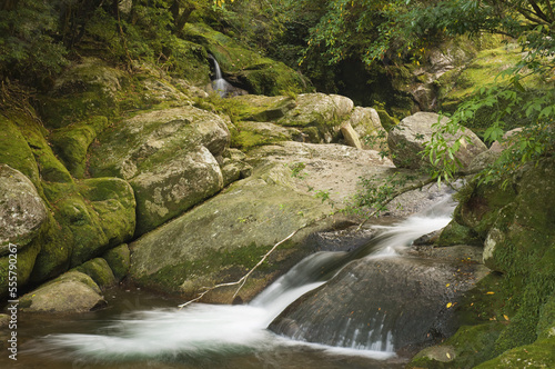 Stream in Forest, Yakushima, Kyushu, Japan photo