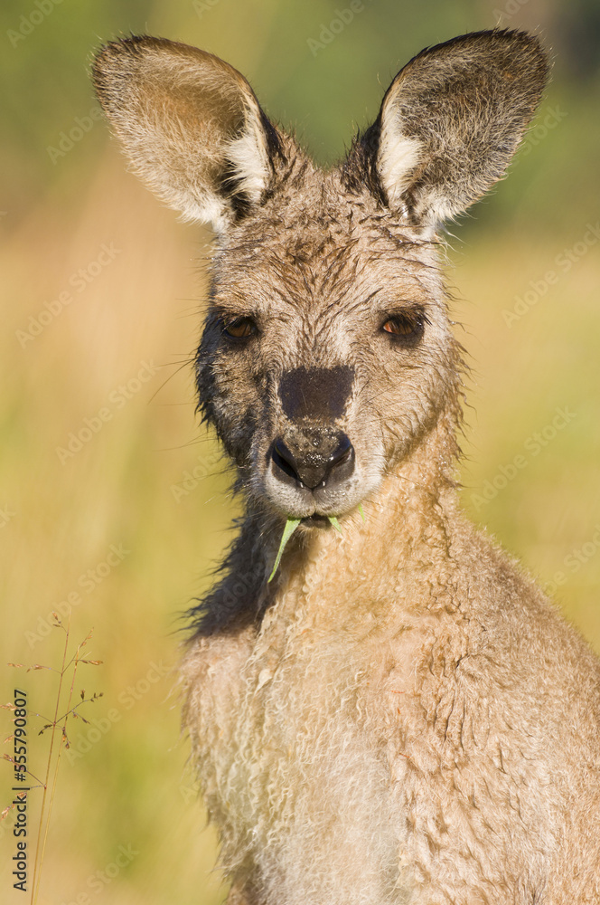Eastern Grey Kangaroo, Geehi, Kosciuszko National Park, New South Wales, Australia Eastern Grey Kangaroo, Geehi, Kosciuszko National Park, New South Wales, Australia