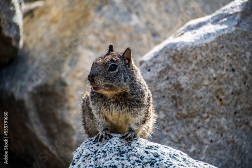 Squirrel Close-Up