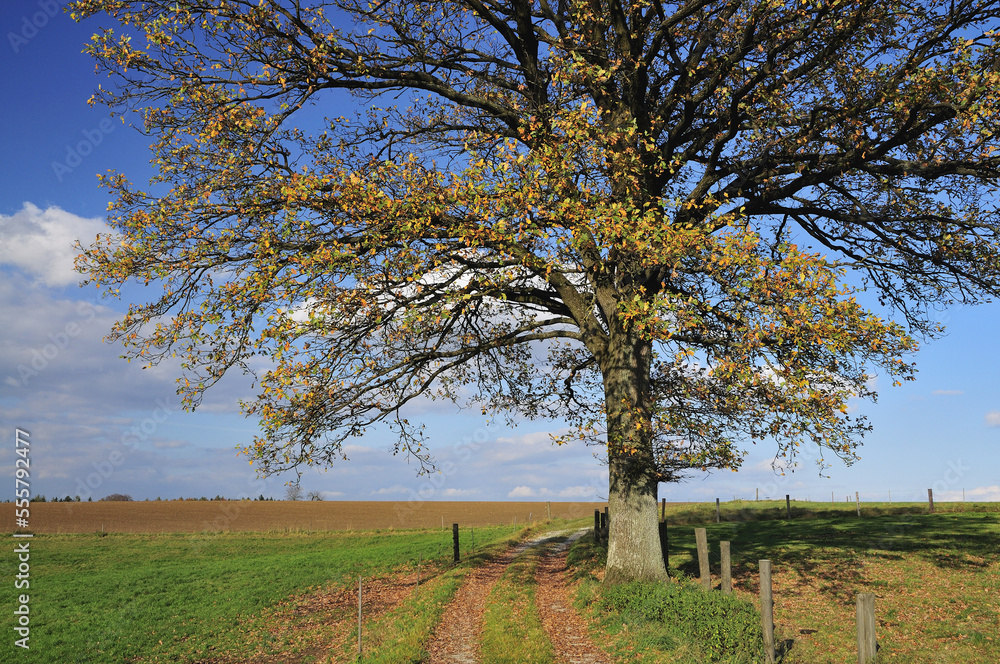 Oak Tree in Field, Fuerstenfeldbruck, Bavaria, Germany Oak Tree in Field, Fuerstenfeldbruck, Bavaria, Germany