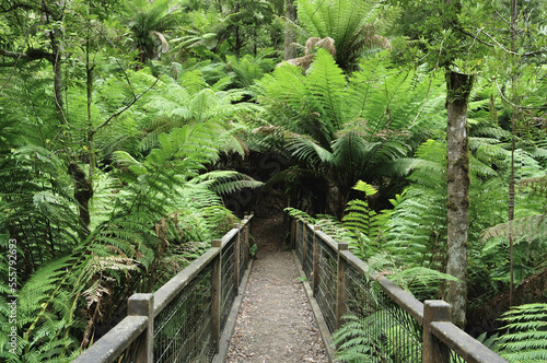 Path, Dandenong Ranges National Park, Victoria, Australia photo