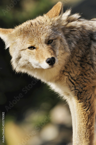 Coyote, Jasper National Park, Alberta, Canada photo