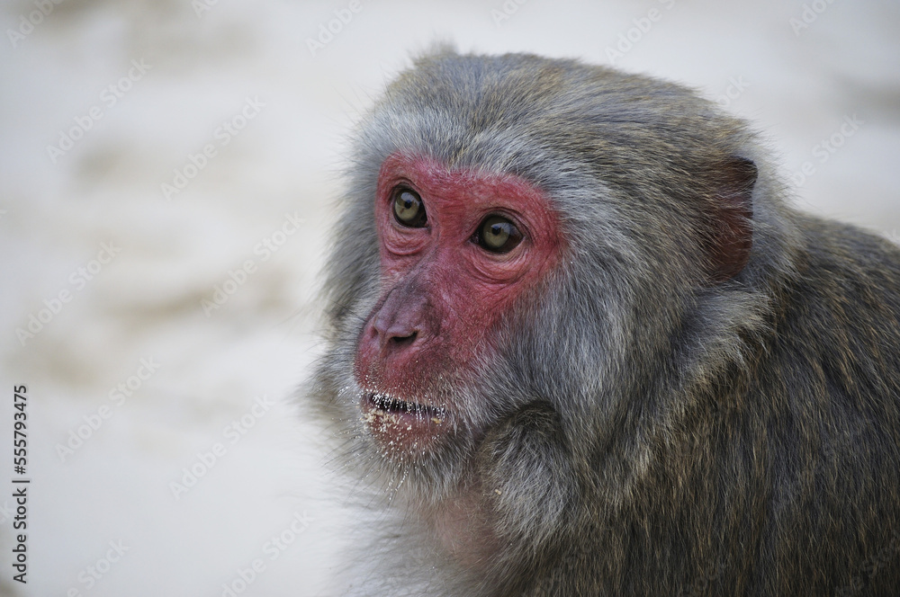 Monkey, Monkey Island, Halong Bay, Quang Ninh Province, Vietnam