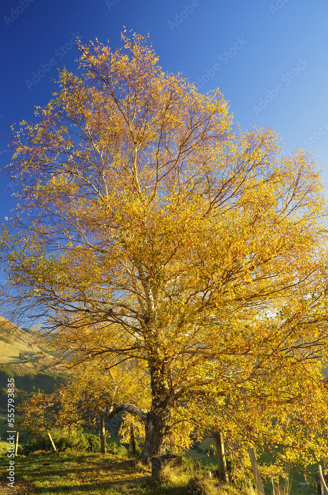 Birch Tree, Takaka Hill, Tasman, South Island, New Zealand Birch Tree, Takaka Hill, Tasman, South Island, New Zealand