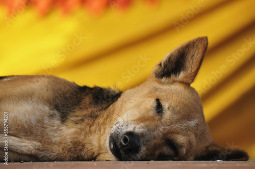 Dog, Mahabodhi Temple, Bodh Gaya, Gaya District, Bihar, India photo