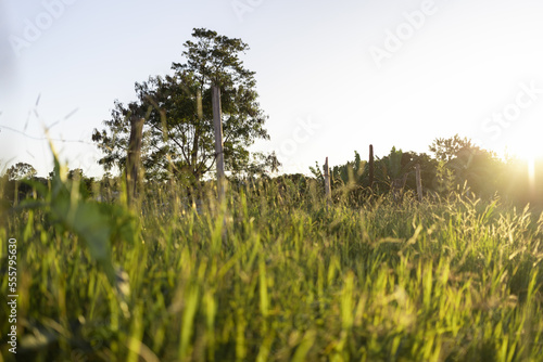 Billede på lærred grass at sunset