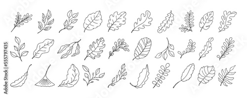 Leaves vector sketch set. Hand drawn decorative elements © crafftiss