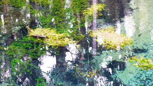 Lithia spring in Florida, a natural spring from which water flows year-round at a temperature of 72 degrees.