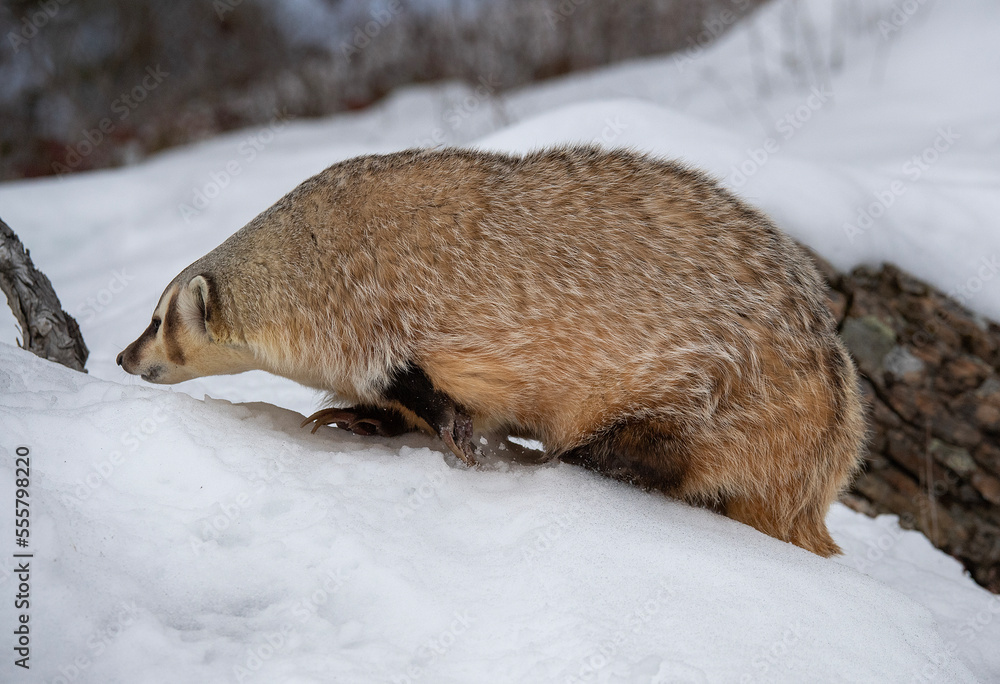 Obraz premium Badger in Winter