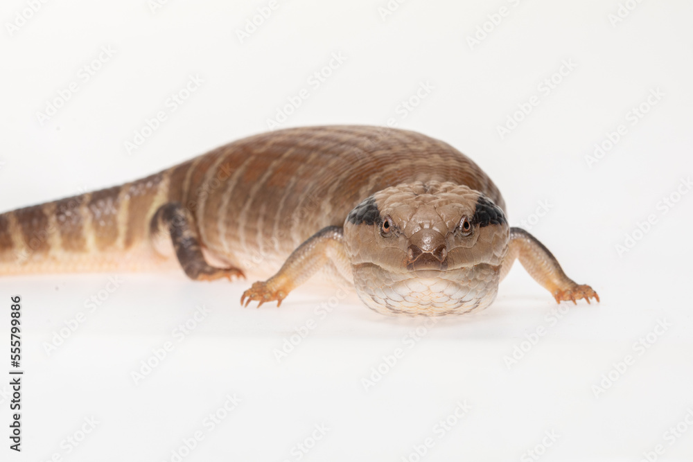 Centralian blue-tongue (Tiliqua multifasciata) in a white background. Centralian blue-tongue (Tiliqua multifasciata) in a white background.