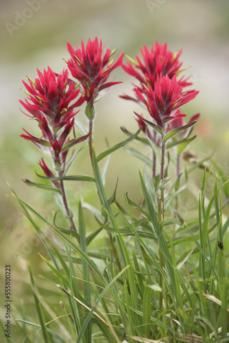 Indian Paintbrush Flower