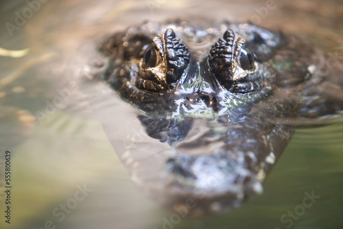 Crocodile Peeking Above Water photo