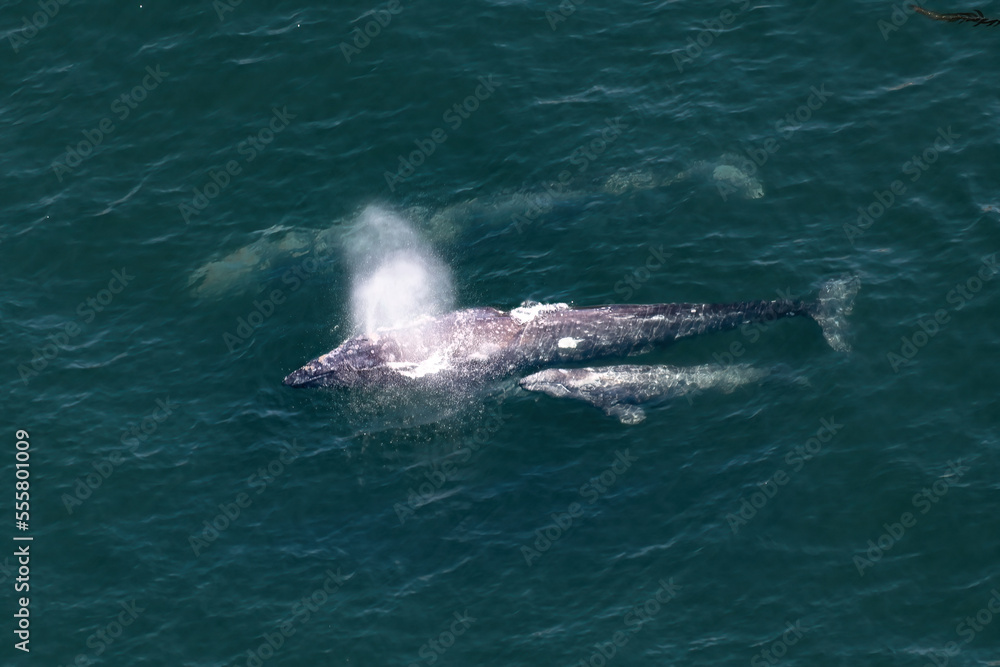 Fototapeta premium Grouping of Gray WhalesPod of (Eschrichtius robustus) travel south to warmer climes during the winter season. Returning from a record feeding extravagance, the small family travels to a warm winter