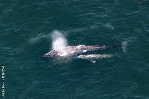 Grouping of Gray Whales  Pod of (Eschrichtius robustus) travel south to warmer climes during the winter season. Returning from a record feeding extravagance, the small family travels to a warm winter © Travis