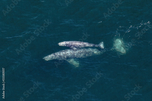 Parent and OffspringA pair of Gray Whales (Eschrichtius robustus), a Cow and Calf, skim just below the surface of the deep blue California waters. They travel to warm tropical seas in wintertime