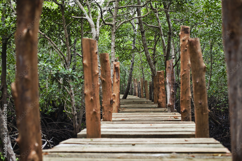 Forest Walk, Mangrove Swamp, Zanzibar, Tanzania Forest Walk, Mangrove Swamp, Zanzibar, Tanzania