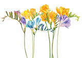 Watercolor freesia flowers clipart. Freesia PNG, Transparent background, Spring hand paited flower, Watercolor freesia flower clip art, freesia flowers, freesia blooming, spring blossom, hand paint