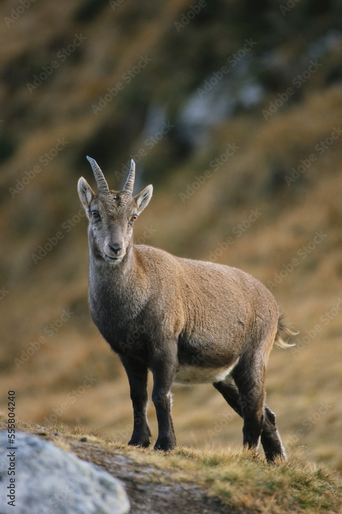Ibex Ibex