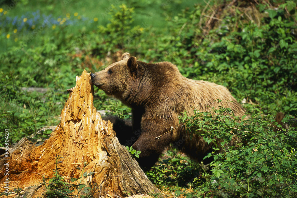 Brown Bear at Tree Stump