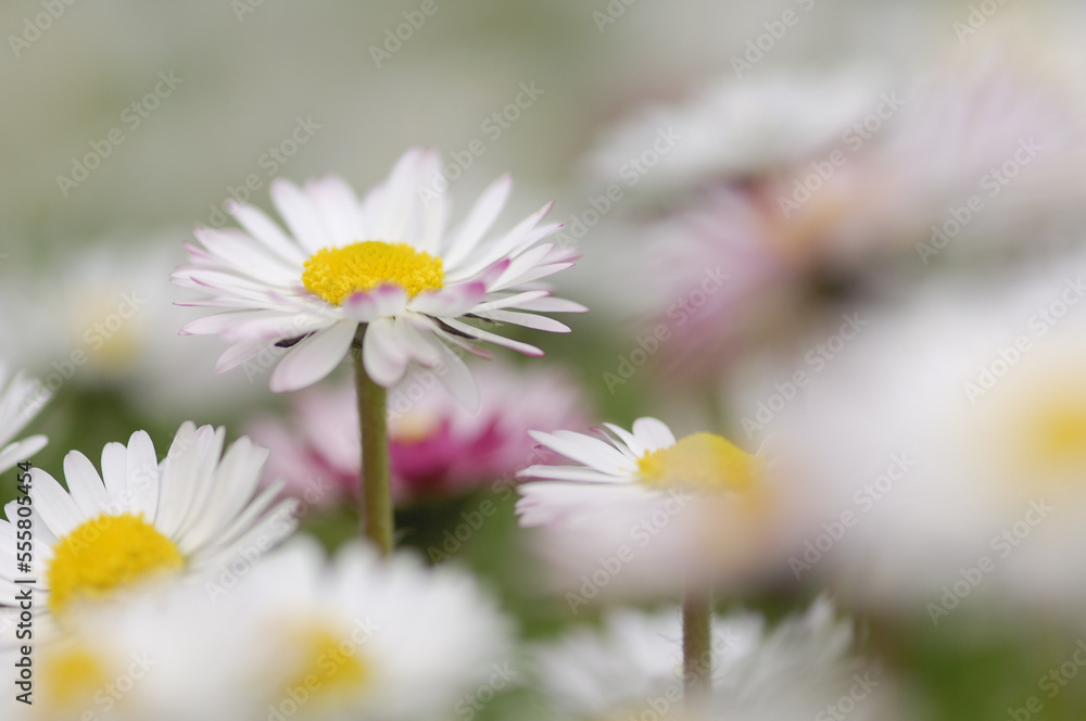 Close-Up of English Daisies Close-Up of English Daisies