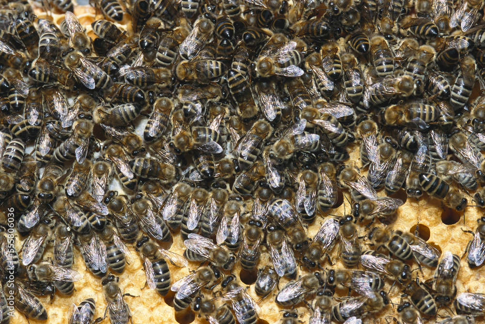 Honey Bees Honey Bees