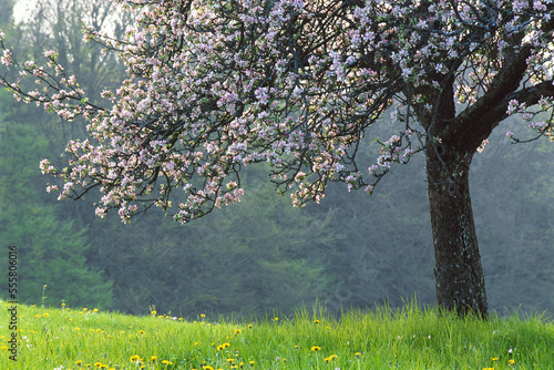 Blossoming Apple Trees, Baden-Wurttemberg, Germany photo