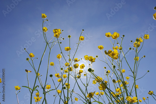 Meadow Buttercups