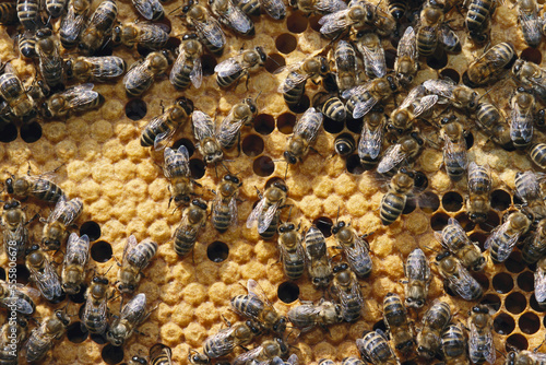 Honeybees in Honeycomb photo