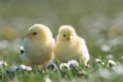 Chicks in Field photo
