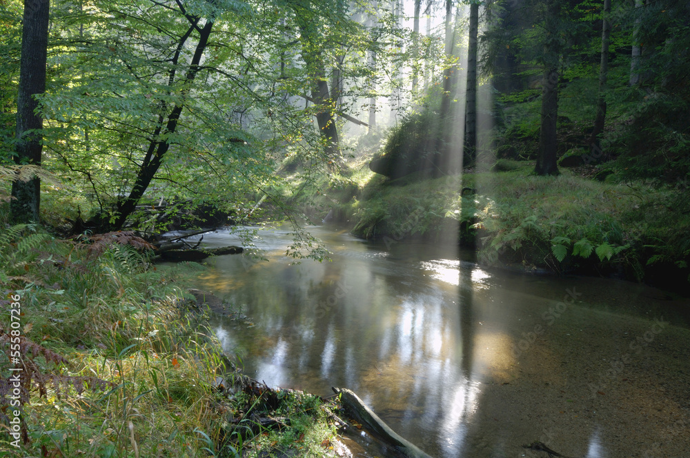 Sun Rays on Stream in Forest, Elbe Sandstone Mountains, Saxon Switzerland, Saxony, Germany Sun Rays on Stream in Forest, Elbe Sandstone Mountains, Saxon Switzerland, Saxony, Germany