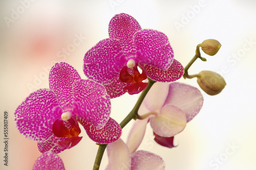 Phalaenopsis Orchid