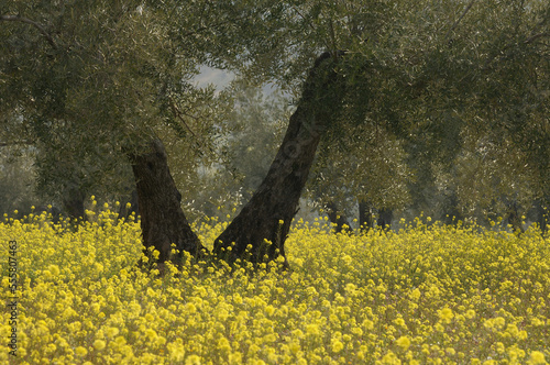 Olive Trees in Grove, Andalucia, Jaen Province, Spain photo
