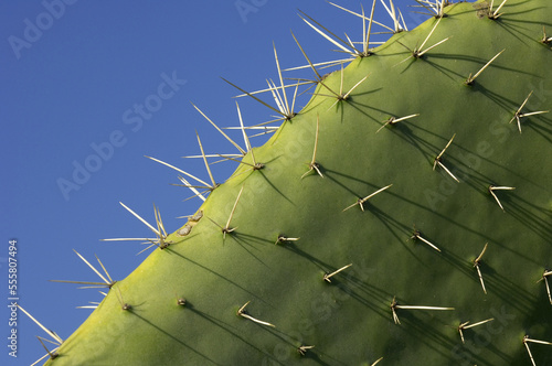 Close-Up of Prickly Pear Cactus