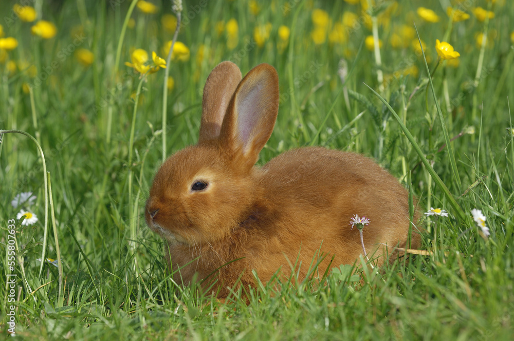 Rabbit in Grass Rabbit in Grass