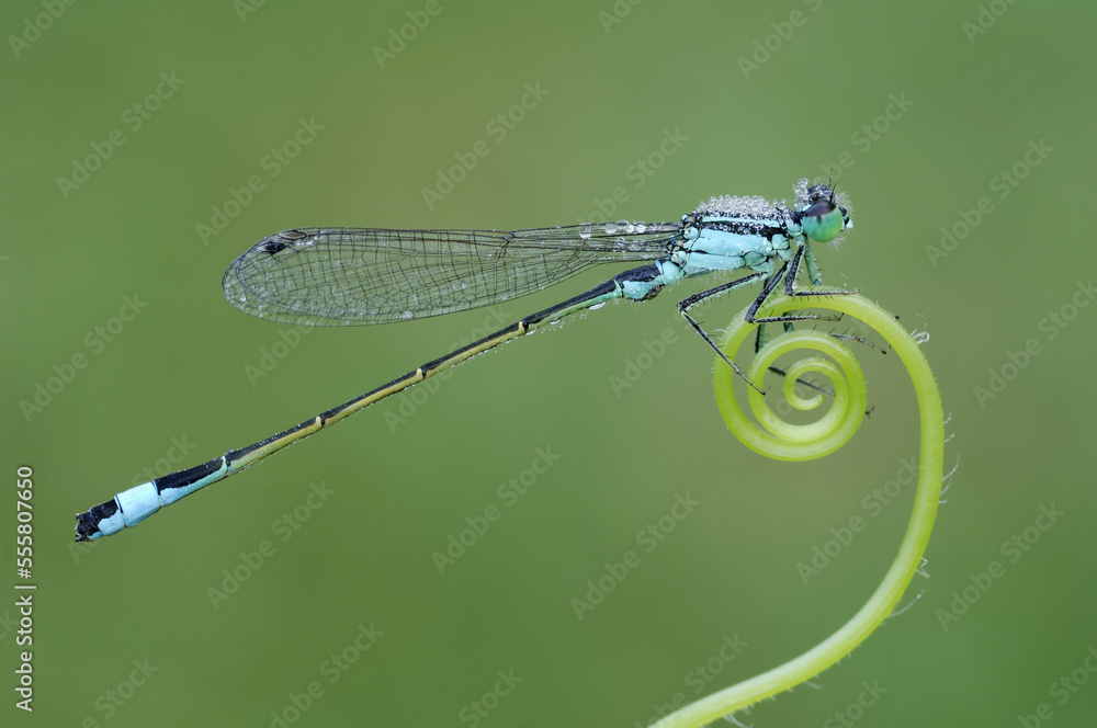 Damselfly Damselfly