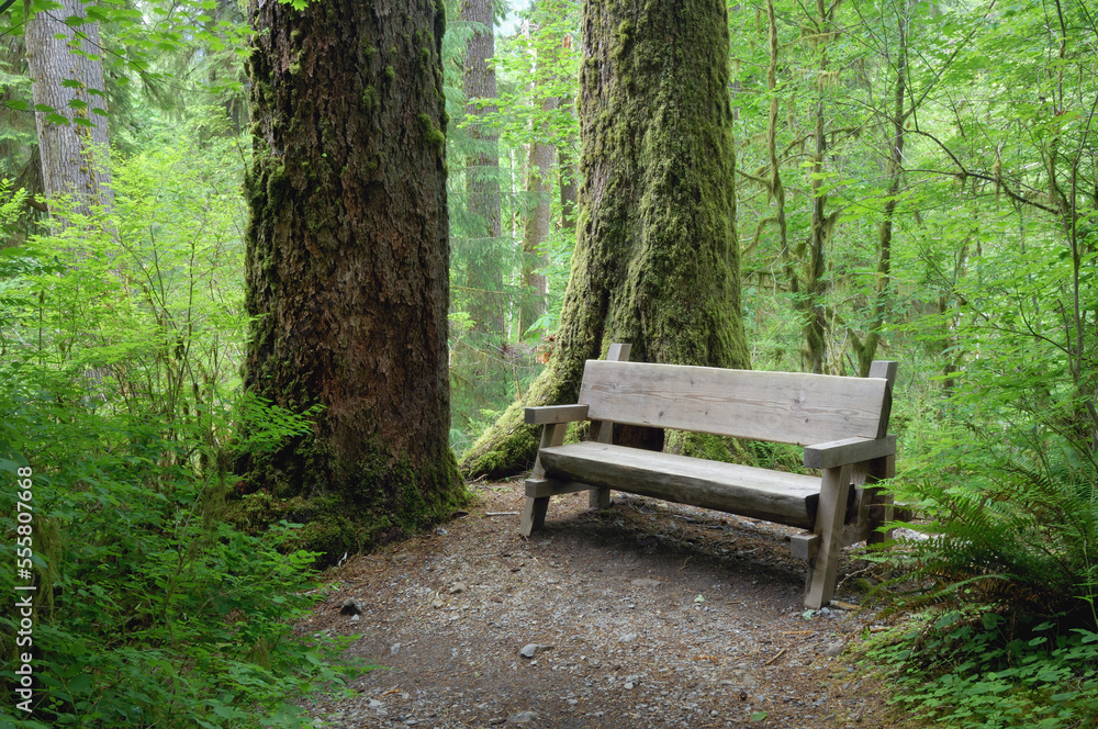 Bench at Hoh Rain Forest, Olympic National Park, Washington, USA Bench at Hoh Rain Forest, Olympic National Park, Washington, USA