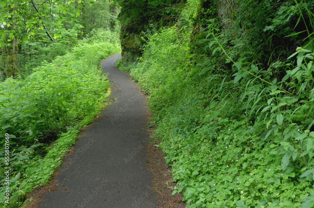 Footpath at Guy W. Talbot State Park, Multnomah County, Oregon, USA Footpath at Guy W. Talbot State Park, Multnomah County, Oregon, USA