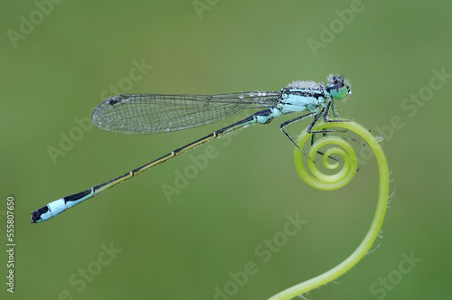 Damselfly