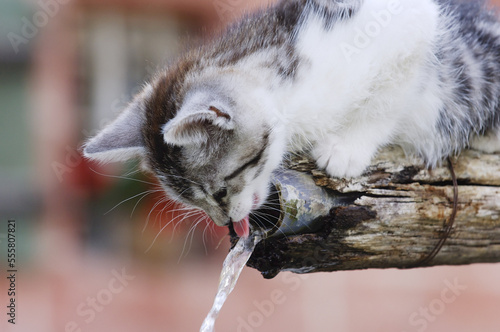 Kitten Drinking from Water Fountain