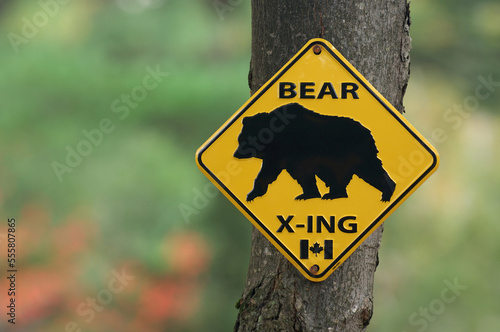 Bear Crossing Sign, Algonquin Provincial, Park, Ontario, Canada photo