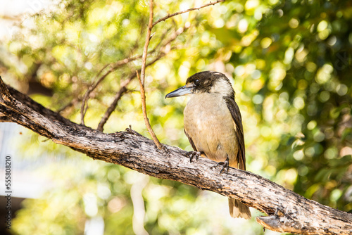 butcher bird on a branch in profile photo