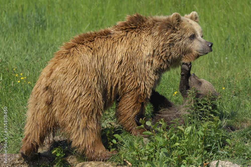 Female Brown Bear Playing with Cub in Meadow Female Brown Bear Playing with Cub in Meadow