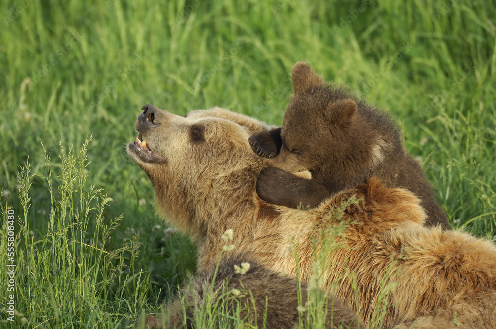 Female Brown Bear with Cub in Meadow Female Brown Bear with Cub in Meadow