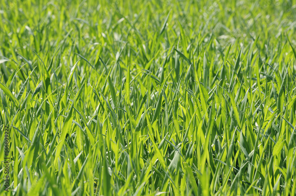 Wheat Field, Bavaria, Germany Wheat Field, Bavaria, Germany