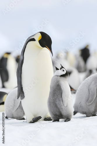 Emperor Penguins, Snow Hill Island, Weddell Sea, Antarctica photo